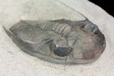 Zlichovaspis Trilobite - Great Eye Facets and Shell #75468-2